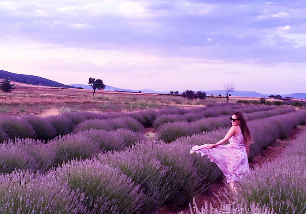 Lavander Fields